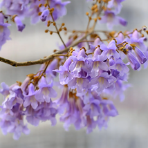 400 Fast-Growing Paulownia Tree Seeds - Purple Flowering Variety - £18.18 GBP