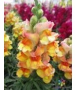 Fresh 1000 Snappy Orange White Snapdragon Seeds for Garden - €9,41 EUR