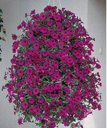 SMX Petunia Seeds Tidal Wave Purple Annual Seeds Indoor Gardening - $28.44