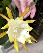 1 Orchid Ric Rac Prayer Angel Cactus Succulent Starter Plant - £11.93 GBP