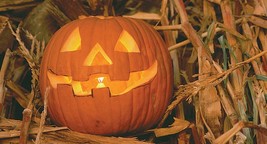 KB 50 Jack O Lantern Pumpkin Seeds Carving Type Herb Garden Planting  - $195.40 MXN