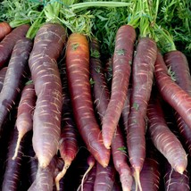 Cosmic Purple Carrot Seeds Lycopene Fresh Fast Shipping - $3.98