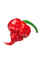 GIB 25 Seeds Easy To Grow Primo Superhot Pepper Large Vegetable Edible F... - £7.18 GBP