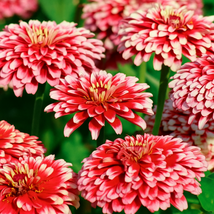 100 Mazurkia Zinnia Seeds, Unique Pink &amp; White Blooms, Annual for Cut Fl... - €11,11 EUR