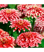 100 Mazurkia Zinnia Seeds, Unique Pink &amp; White Blooms, Annual for Cut Fl... - $12.99