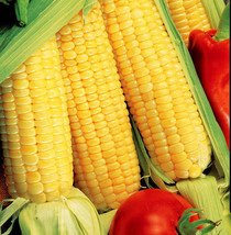 HeirloomSupplySuccess 25 Trucker&#39;s Favorite Sweet Yellow Corn seeds - £3.13 GBP