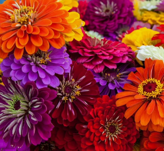 LD 50 Seeds California Giant Zinnia Flower Seeds  Nongmo  Fresh Fast Shi... - $8.22