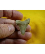 (s222-21) 1-1/2&quot; Fossil MEGALODON Shark Tooth Teeth JEWELRY sharks speci... - $44.92 CAD