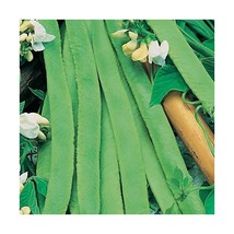 Premier Seeds Direct Runner Bean White Lady includes 45 Finest Seeds  - £7.26 GBP