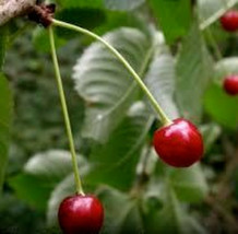 Black Cherry Tree Seeds, 10 Seeds, Prunus Serotina, Organic, Wild Black Cherry,  - $11.95