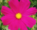 Cosmos Dazzler   150 Seeds   Pollinator Friendly (Cosmos Bipinnatus Sens... - $8.99