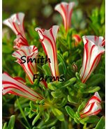 25 of Seeds Candy Cane Sorrel Flowers (Oxalis versicolor) - $5.98