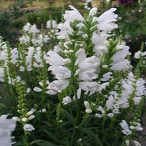 Obedient Plant White 50 seeds - £5.56 GBP