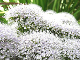 BStore 19 Seeds White Throatwort Trachelium Caeruleum FlowerA - £7.32 GBP