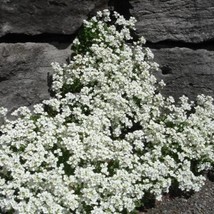 USA SELLER Snow White Rock Cress Groundcover Plant Arabis Alpina Seeds Free Ship - £14.05 GBP