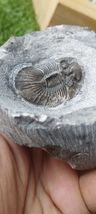 Item image 14