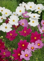 100 Seeds Cosmos Dwarf Mixed Heirloom Open Pollinated Non-GMO - £6.31 GBP