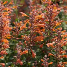 JR 50 Hummingbird Mint ‘Navajo Sunset’ Seeds - Agastache aurantiaca Apricot Spri - £8.63 GBP