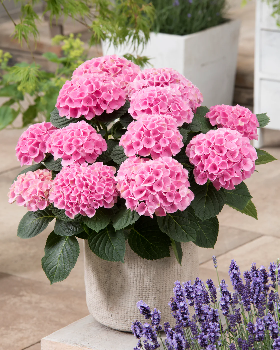 Hydrangea Perennial Flower - 2 Types Available, 10 Seeds D - $14.35
