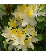 Northern Hi Lights Azalea Rhododendron Starter Plant May Be Dormant Fres... - €52,18 EUR