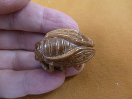 (tb-ins-4-3) tan Cicada Tagua NUT figurine Bali detailed insect carving ... - £28.25 GBP