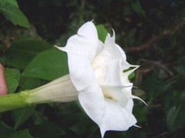 Datura Metel Double White Purity Hindu 10 Seeds Fresh Seeds Gardening USA - $18.95