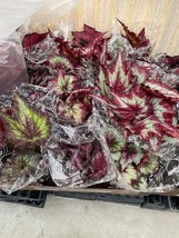 Harmony Foliage Begonia Rex Hybrids in 6 inch pots 6-Pack Bulk Wholesale... - $111.98