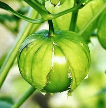 Toma Verde Tomatillo Seeds Green Mexican Husk Tomato Ground Cherry Seed  - £4.73 GBP