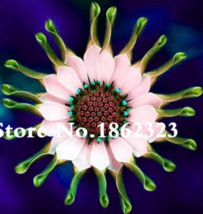 Year 100 Pcs African Blue Eyed Daisy Flower Bonsai Osteospermum Flower Bonsai Ba - $6.90