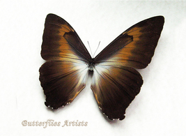 Sunset Morpho Cisseis Gahua RARE Brown XL Real Butterfly Entomology Collectible  - £86.50 GBP