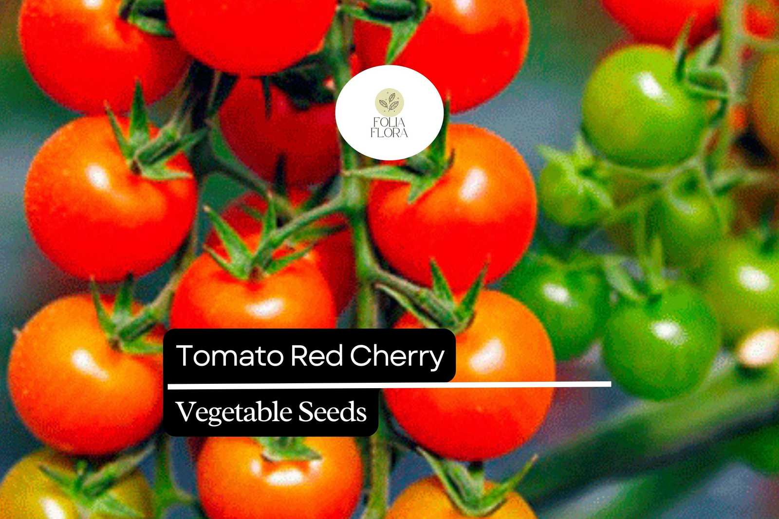 50 Seeds Tomato Red Cherry (Solanum lycopersicum) – Sweet, Bite-Sized, a... - $5.14