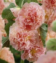 TH 30 Seeds Salmon Giant Danish Double Hollyhock Flower Seeds / Perennial - £10.94 GBP