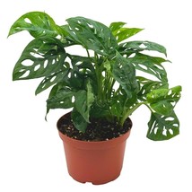 Swiss Cheese Plant, 6 inch Pot, Monstera Adansonii, Five Holes Vine Big Indoor H - £29.72 GBP