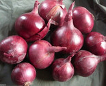 250 Red Burgundy Onion Seeds Non - Gmo Fast Shipping - $8.99