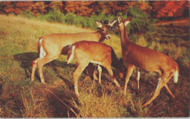 Postcard Florida Silver Springs Deer Ranch Tame Herd  5.5 x 3.5 &quot; - £5.28 GBP