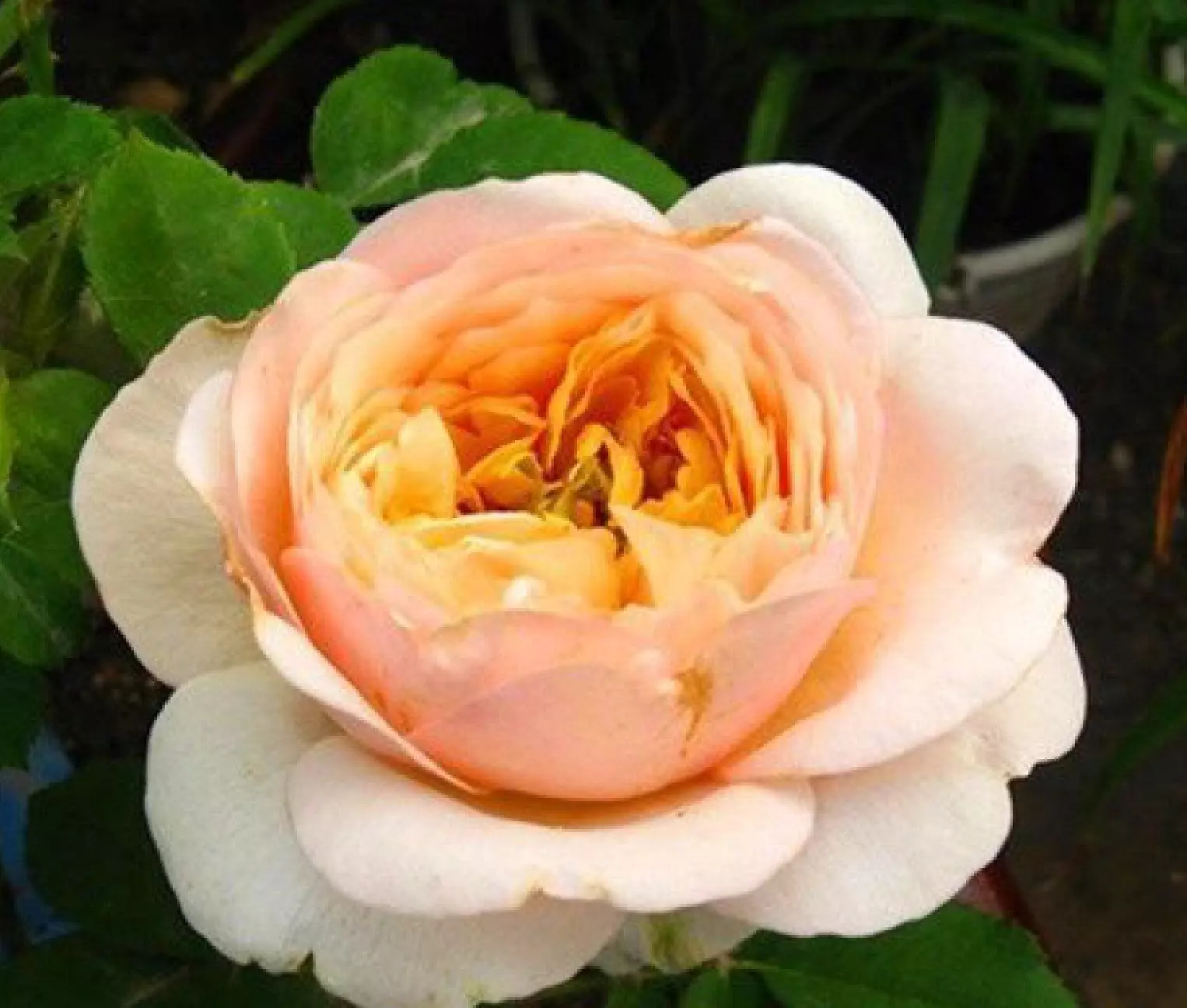 20 SEEDS for CLASSIC JULIET ORANGE Rose flower - $13.62
