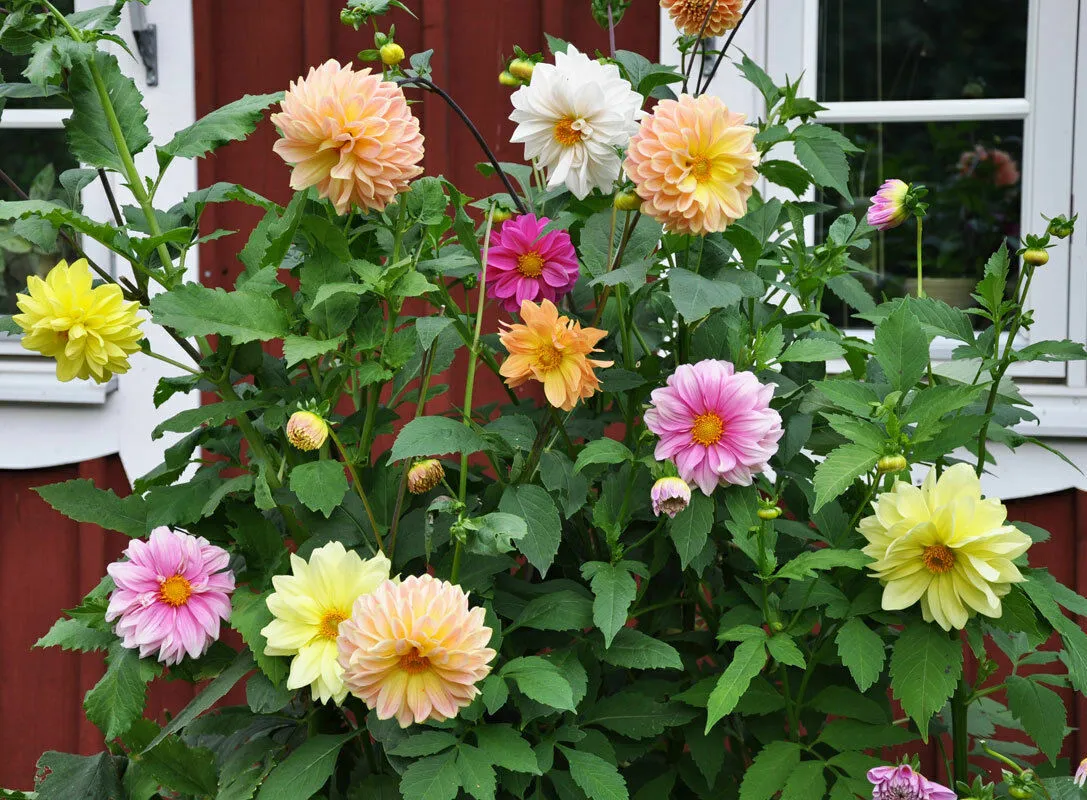 MBK 10 Seeds Dahlia Showtime Showpiece Flower - $9.65