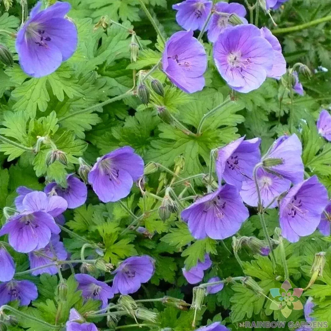 25 Gravetye Geranium Seeds Fresh Seeds USA - £7.67 GBP