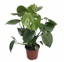 6&quot;Pot Monstera Split Leaf Philodendron Edible Fruit Live Plant Indoor Houseplant - £72.95 GBP