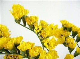 50 Seeds Yellow Statice Flower Long Lasting Annual Heirloom Seeds Quick Bloom In - $8.35