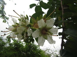 SMX Duabanga Grandiflora Shade Tree 100 Seeds Edible Evergreen Large Flo... - $9.93