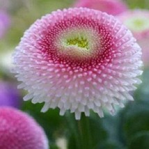 50 Bellis English Daisy Strawberries And Cream Perennial- Biennial Flower Seeds  - $16.00