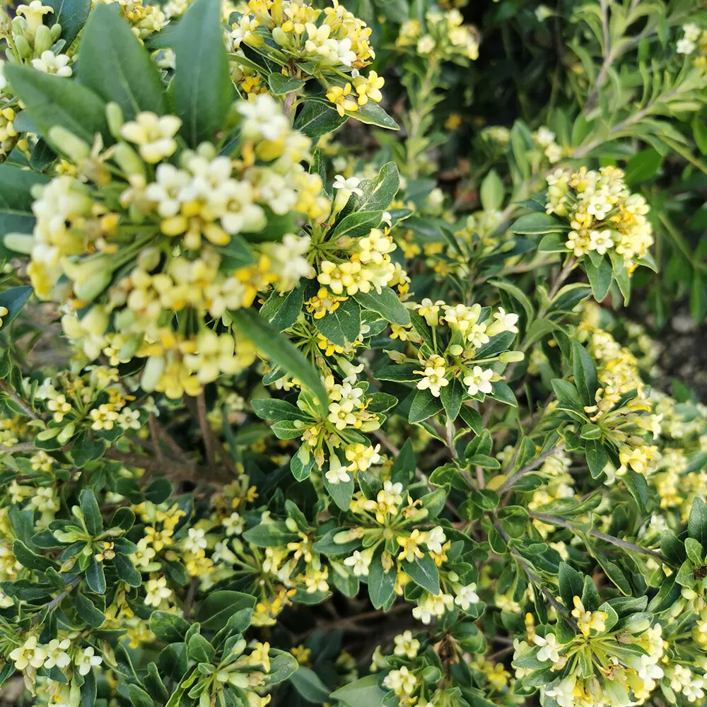 Pittosporum Heterophyllum Hardy Evergreen Chinese Mock Orange Shrub Seeds - £9.65 GBP