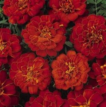 Marigold Seeds - French Aurora Red Annual Seed - £16.04 GBP