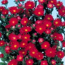 US Seller Aster Seeds 50 Seeds Aster Serenade Scarlet Cut Flower Seeds F... - $22.00