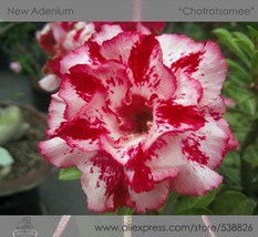 New Fresh 1 Pack 2 Seeds / Pack Rosy Adenium Obesum Chotratsamee Desert ... - $4.16