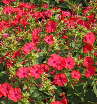 Four O’clock Hummingbird Red Mirabilis Jalapa Night Blooms Nongmo 25 Seeds - £9.97 GBP