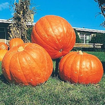 Vpf 10+ Big Max Pumpkin Seeds - Giant - Prize Winning - Non Gmo - Fresh --- Heir - $2.85