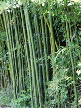 50 Cui Zhu Bamboo Seeds Privacy Climbing Garden Clumping Shade Screen 765 - $6.89