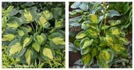 1 Live Potted Plant Hosta Pocketful Of Sunshine Small 2.5&quot; Pot - £34.68 GBP